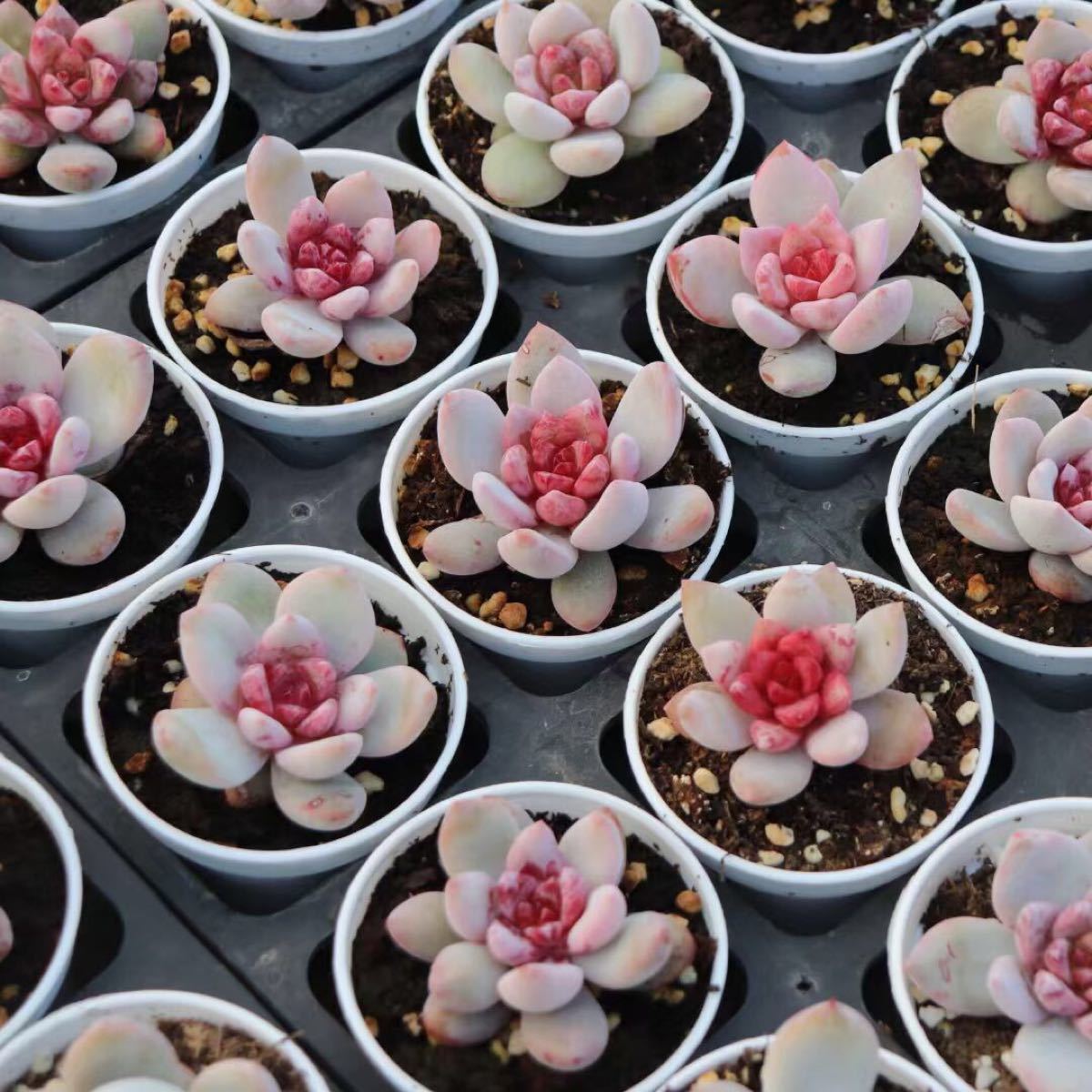 多肉植物 Sugar heart snow angel 抜き苗|Yahoo!フリマ(旧 多肉植物 Sugar heart snow angel 抜き苗|Yahoo!フリマ(旧