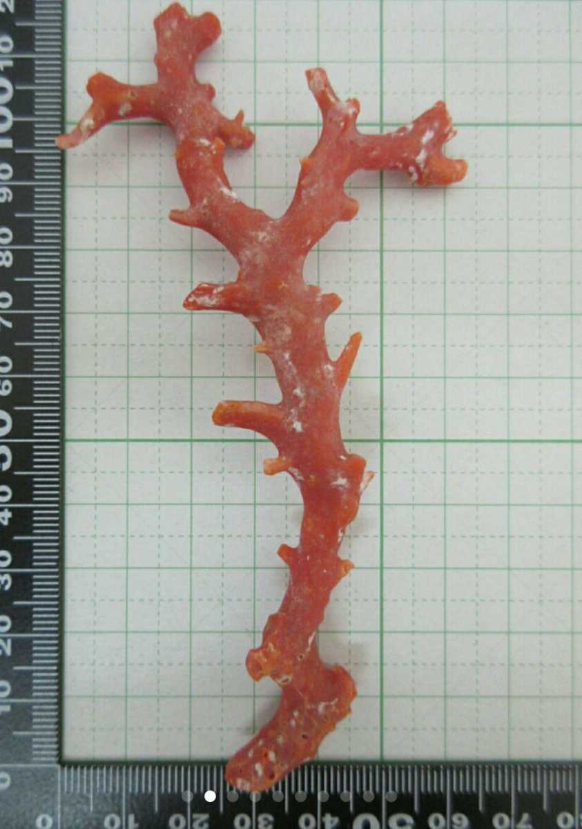 【TOP】血赤珊瑚 サンゴ 17.2g 枝 ルース 根付 j143.