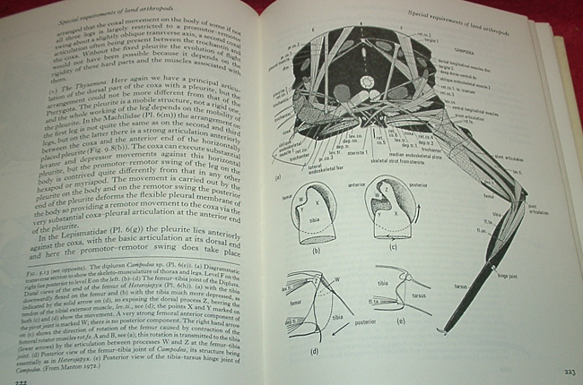 ☆The Arthropoda: Habits, Functional Morphology, and ☆The Arthropoda: Habits, Functional Morphology, and