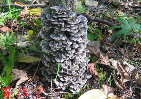 野生カワラタケ（雲芝）タマチョレイタケ科のキノコ　　100ｇ小分け_画像3