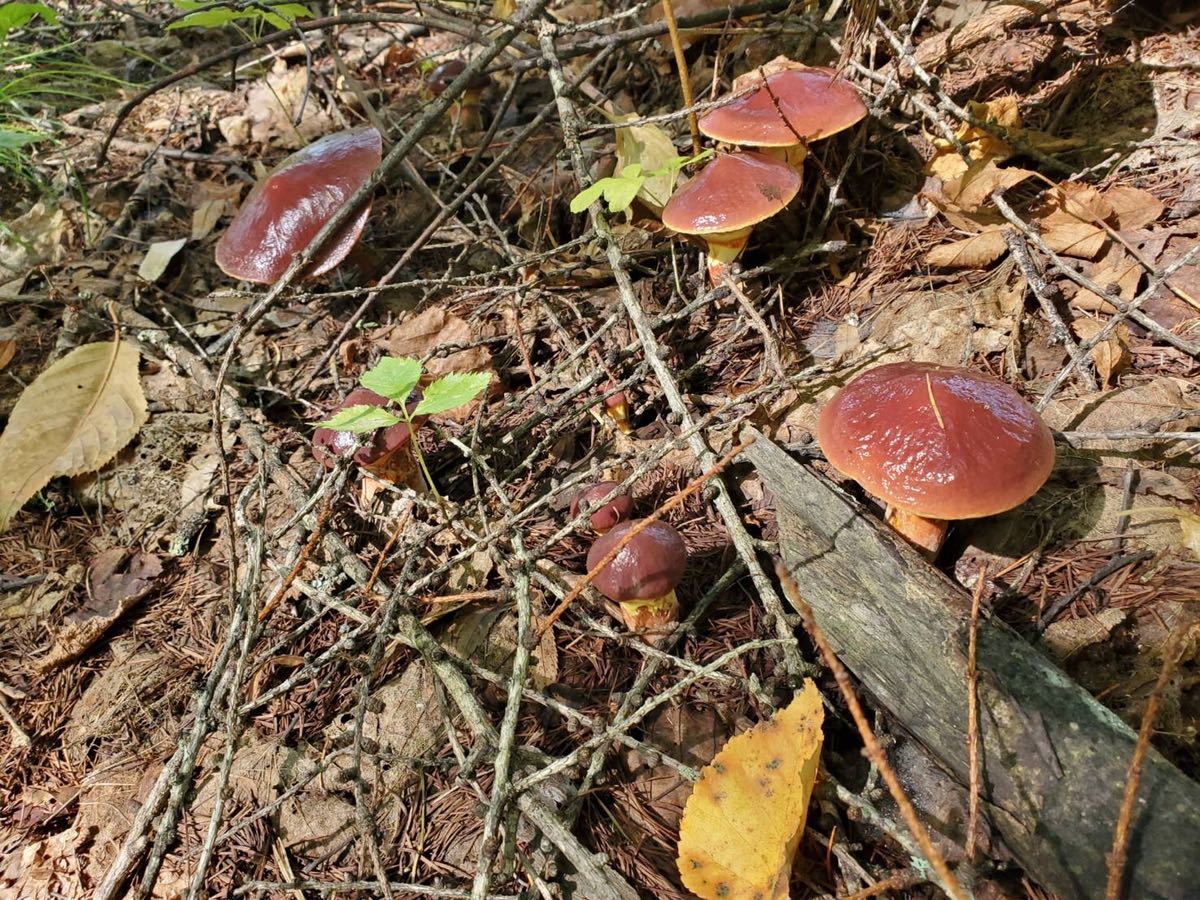  Hokkaido производство - naigchi. лист .. .200g соль .3 пакет 