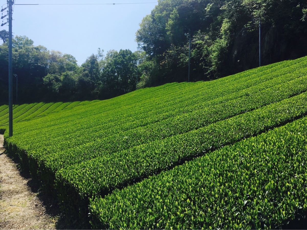 中尾農園　大和茶　玄米茶　100g 2本　奈良県産