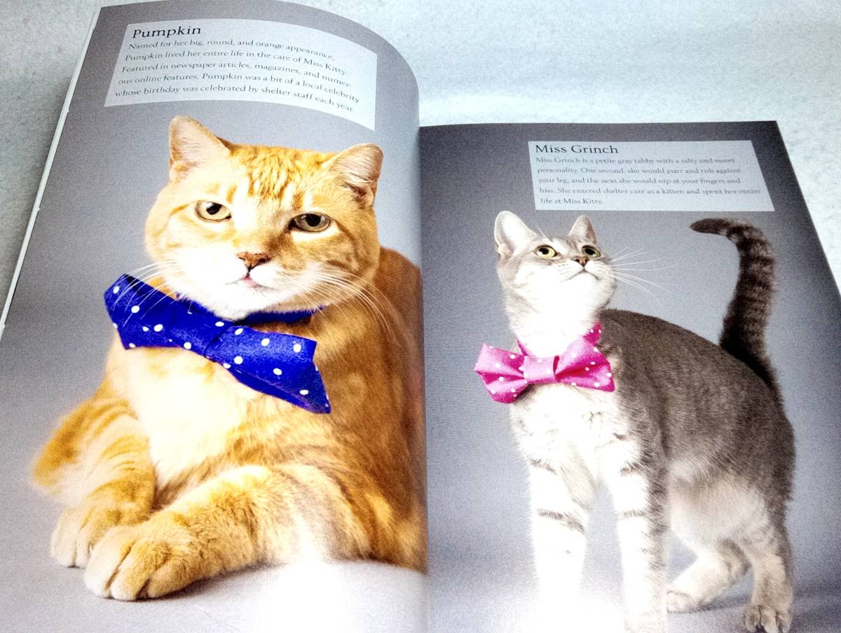 < иностранная книга > кошка . бабочка галстук ~ защита кошка. bow Thai фотоальбом [Cats in Bow Ties: Photographs & Rescue Stories of Shelter Cats with Style]