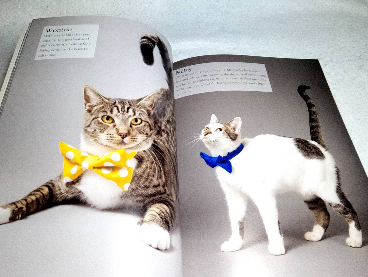 < иностранная книга > кошка . бабочка галстук ~ защита кошка. bow Thai фотоальбом [Cats in Bow Ties: Photographs & Rescue Stories of Shelter Cats with Style]