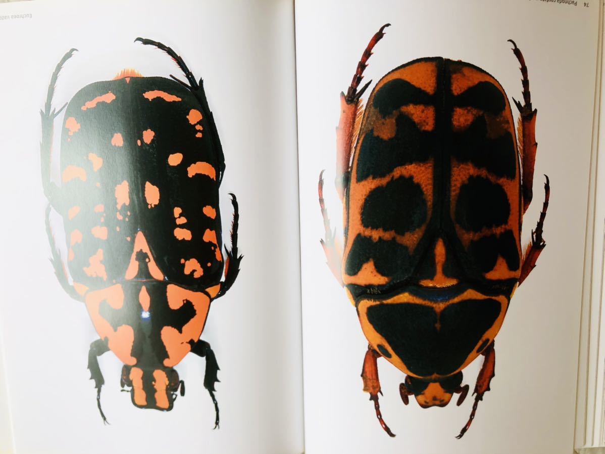 [ foreign book ]Living Jewels 2:. insects. mystery . design 