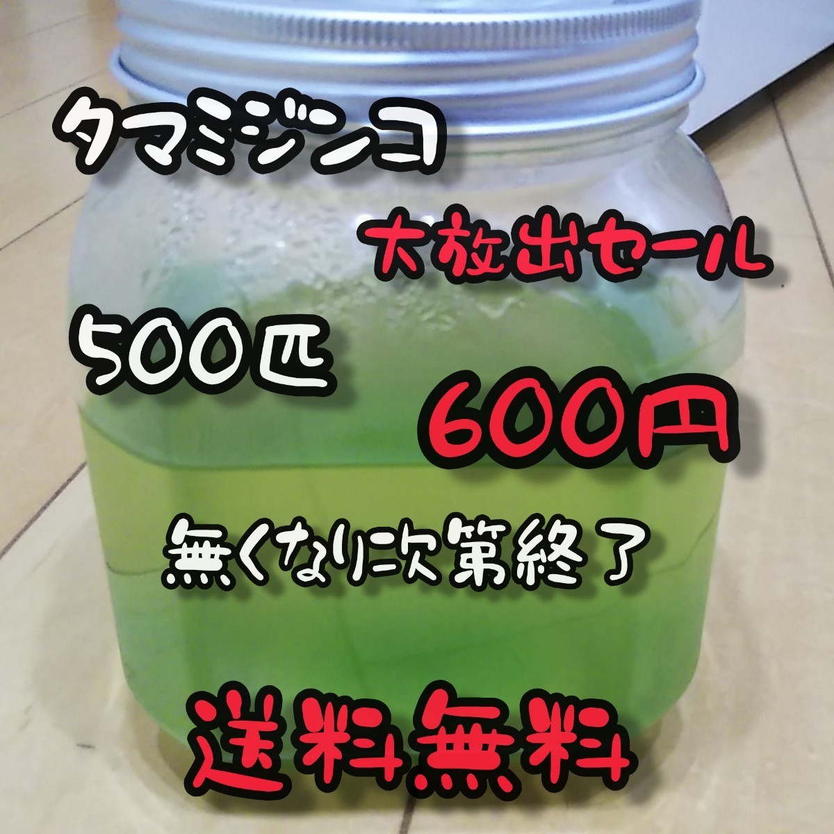 Paypayフリマ 大好評 タマミジンコ 500匹以上 600円 稚魚の成長スピードアップ 送料無料 めだか 金魚 Paypayフリマ Paypayフリマ 大好評 タマミジンコ 500匹以上 600円 稚魚の成長スピードアップ 送料無料 めだか 金魚 Paypayフリマ