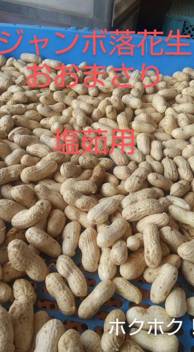 おおまさり 落花生 2キロ箱込み土つき