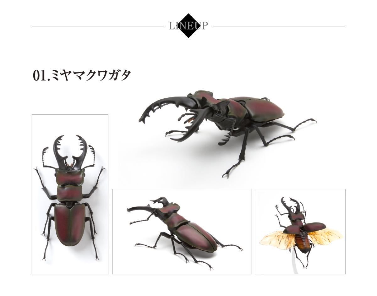 Paypayフリマ いきもの大図鑑 くわがた ミヤマクワガタ Paypayフリマ いきもの大図鑑 くわがた ミヤマクワガタ