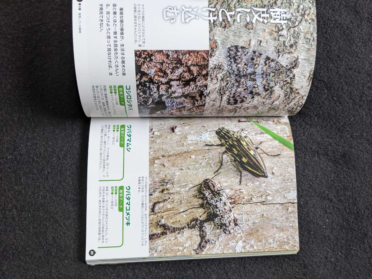  insect. staggering moment illustrated reference book raw . metamorphosis ..chou have dragonfly bee ho taruk Moss zme chopsticks rhinoceros beetle stag beetle larva prompt decision 