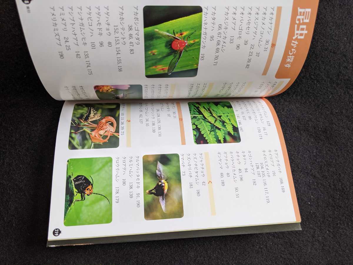  insect. staggering moment illustrated reference book raw . metamorphosis ..chou have dragonfly bee ho taruk Moss zme chopsticks rhinoceros beetle stag beetle larva prompt decision 