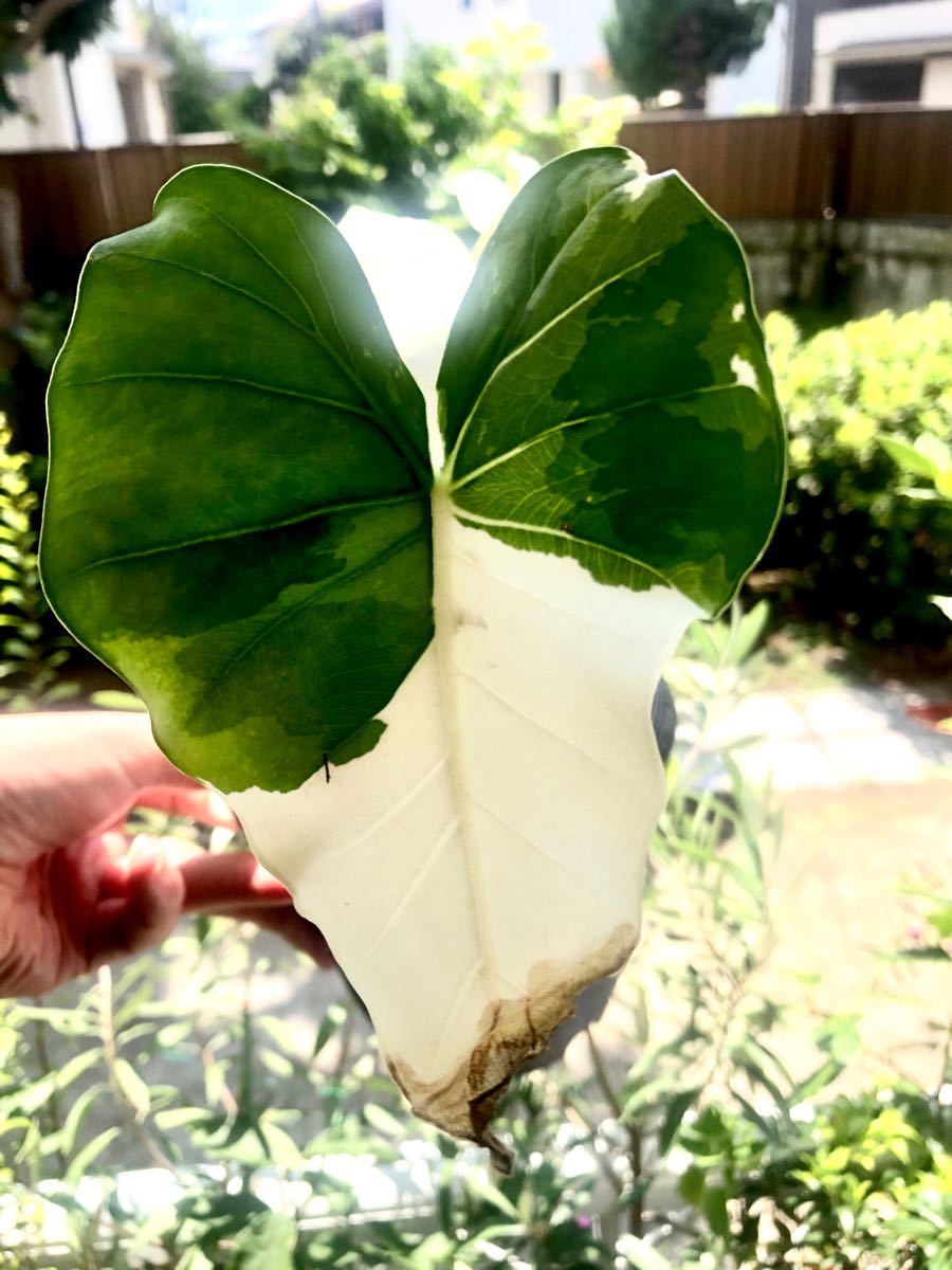 クワズイモ　斑入り　Alocasia odora variegata