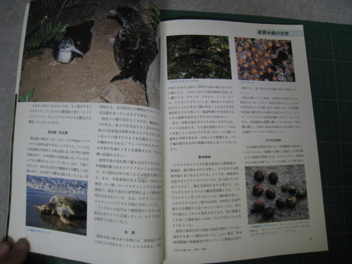 日本の生物　1989年4月号　特集：能登半島の生物　文一総合出版_画像7