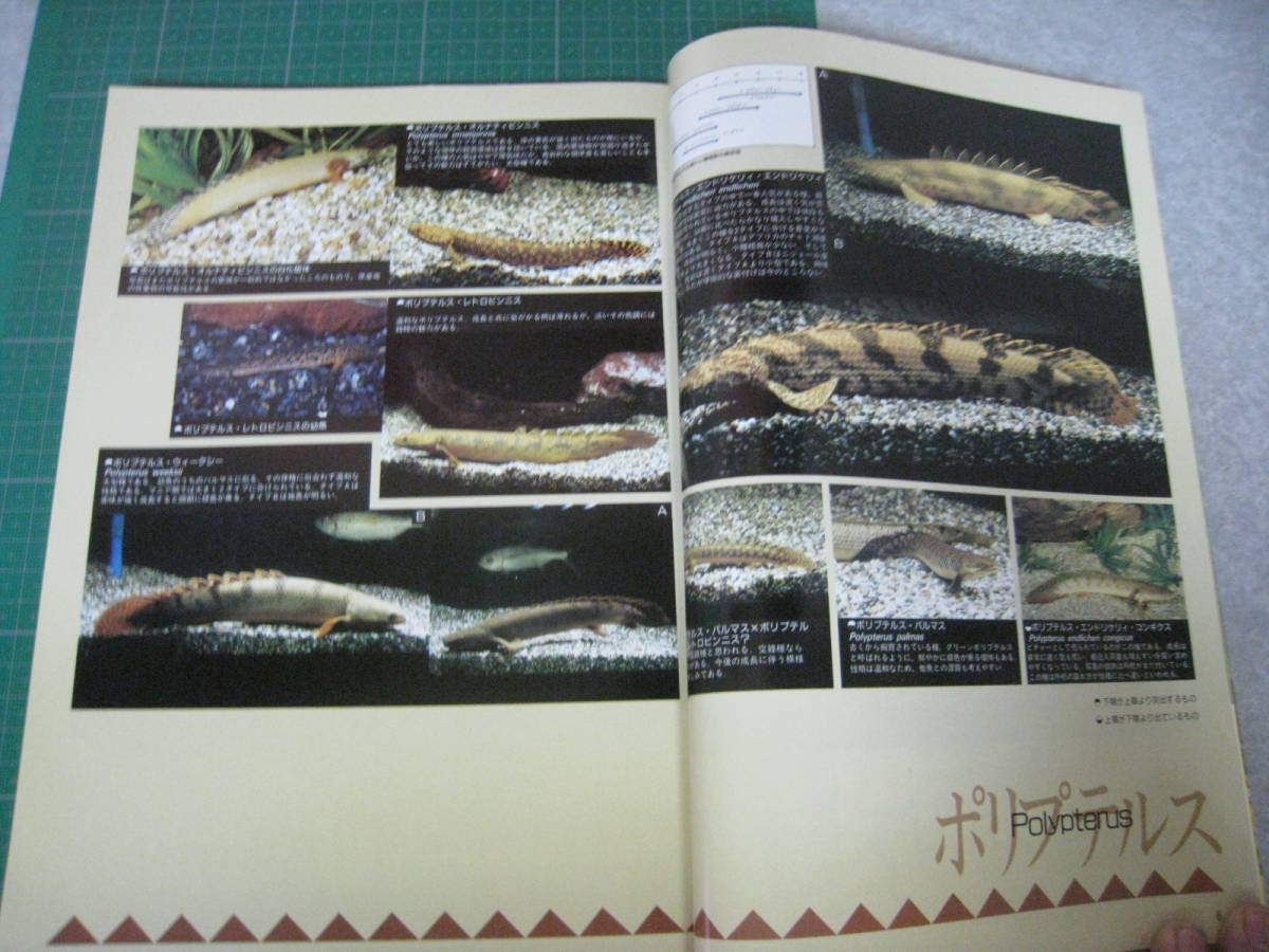 フィッシュマガジン　1987年9月号　特集：古代魚の四天王　緑書房_画像6