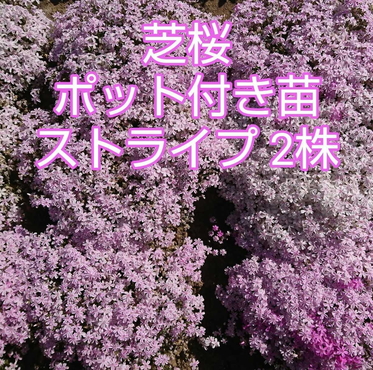 芝桜ポット付苗 ストライプ　2株_画像1