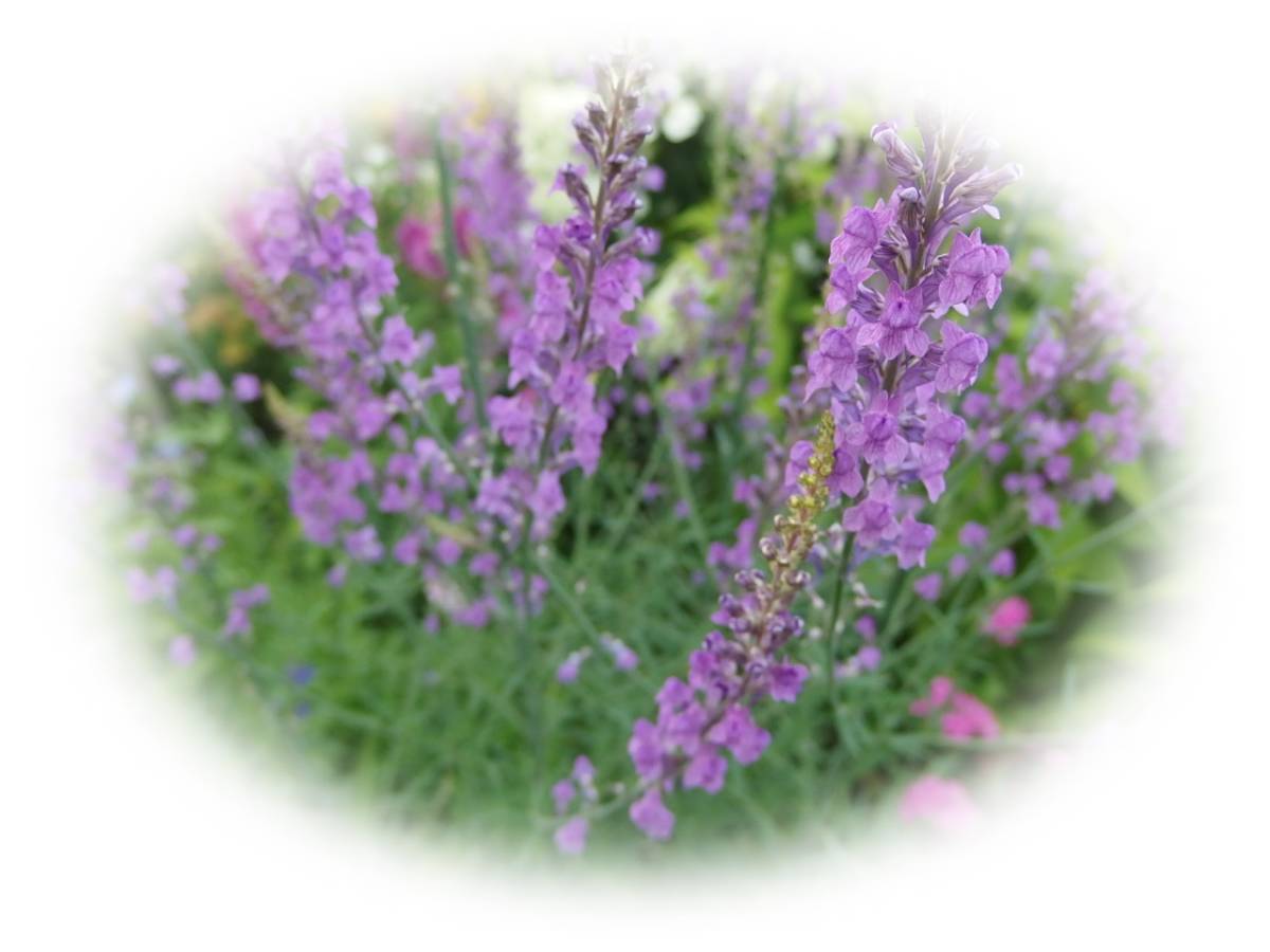 宿根リナリア プルプレア オープニングセール 紫 耐寒性多年草 花が大好き 60粒