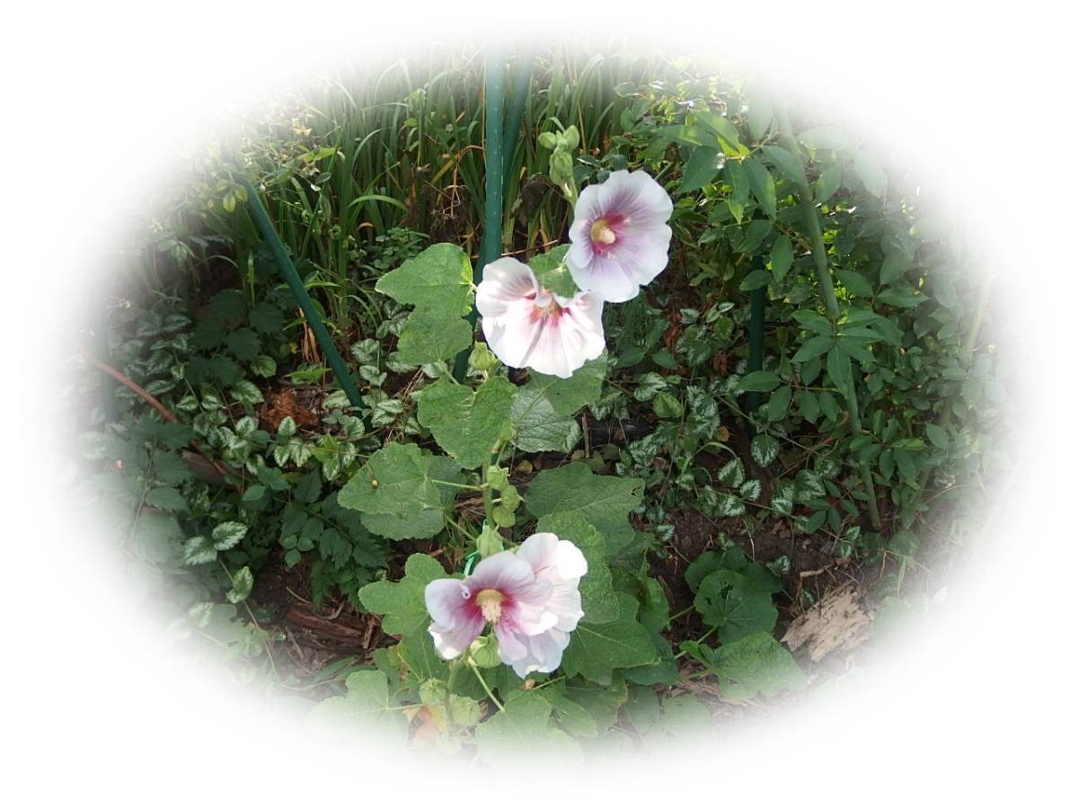 ホリホックタチアオイ 中ピンク外薄ピンク 10粒 立葵 種　花が大好き_画像3