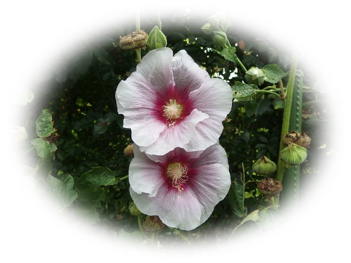 ホリホックタチアオイ 中ピンク外薄ピンク 10粒 立葵 種　花が大好き_画像1