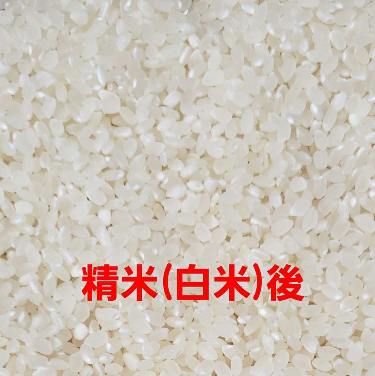 送料込み 令和3年産 高知県産 コシヒカリ玄米10㎏(袋込み)_画像6
