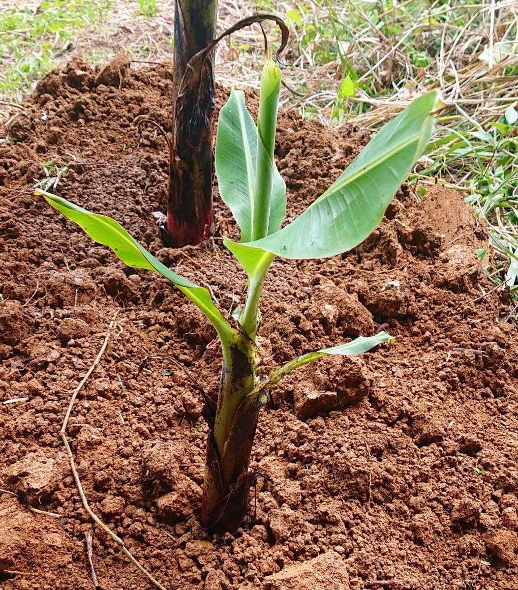 沖縄本島栽培苗　台湾系島バナナ　3尺バナナの株分苗