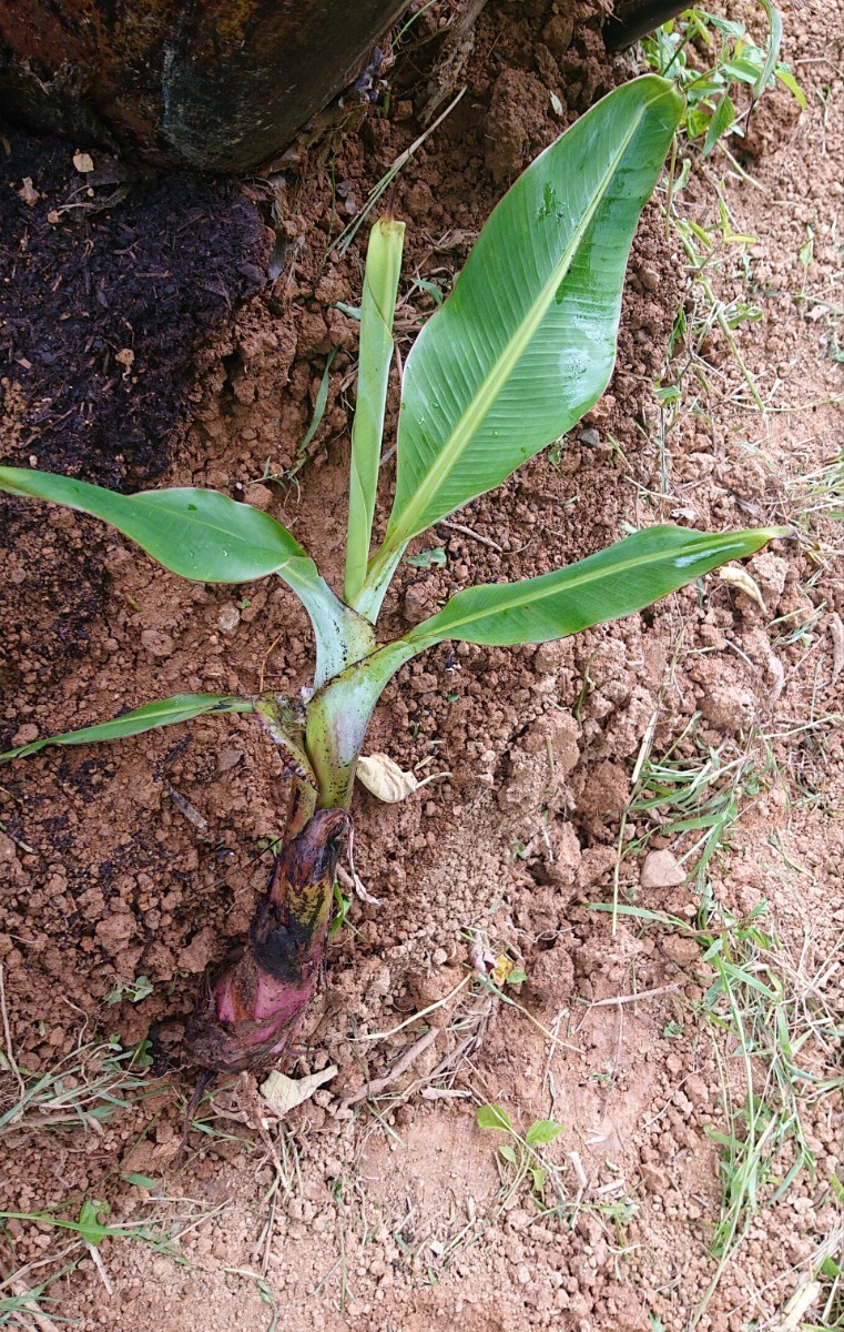 沖縄本島栽培苗　台湾系島バナナ　3尺バナナの株分苗
