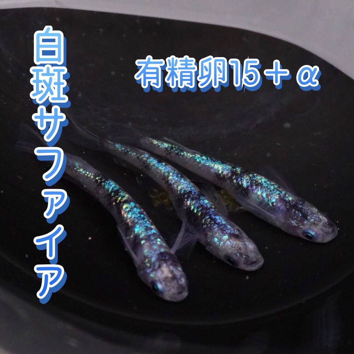 Paypayフリマ 白斑サファイア メダカ 有精卵15個 A Paypayフリマ 白斑サファイア メダカ 有精卵15個 A