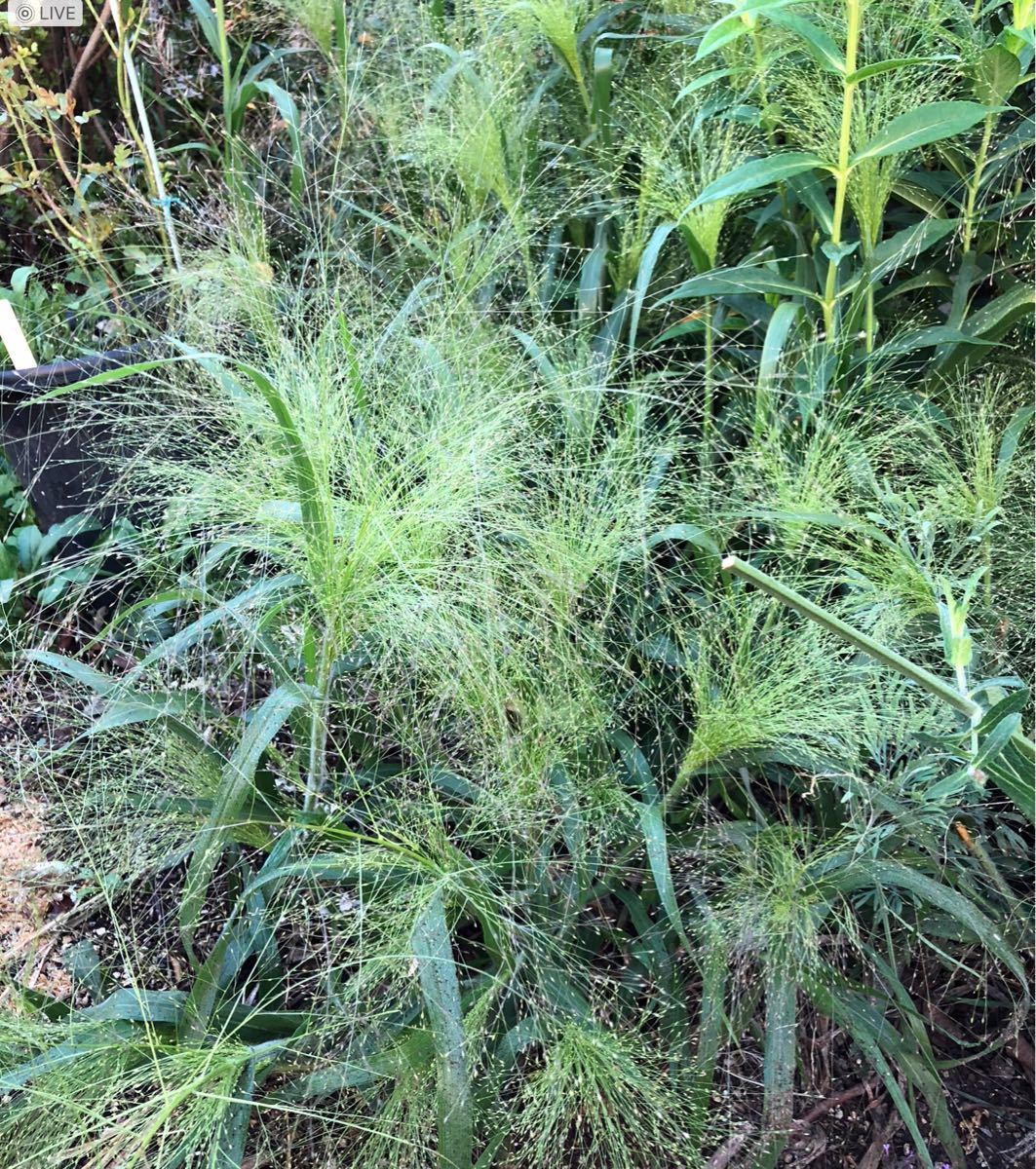 Paypayフリマ パニカム 花の種 Paypayフリマ パニカム 花の種