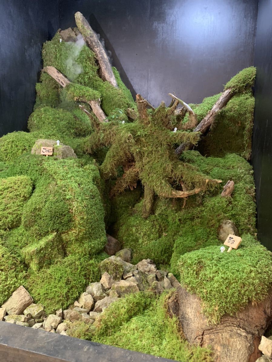 こけ農家直送/品質重視/送料無料/スナゴケ/60×30cm/10枚/施工管理説明