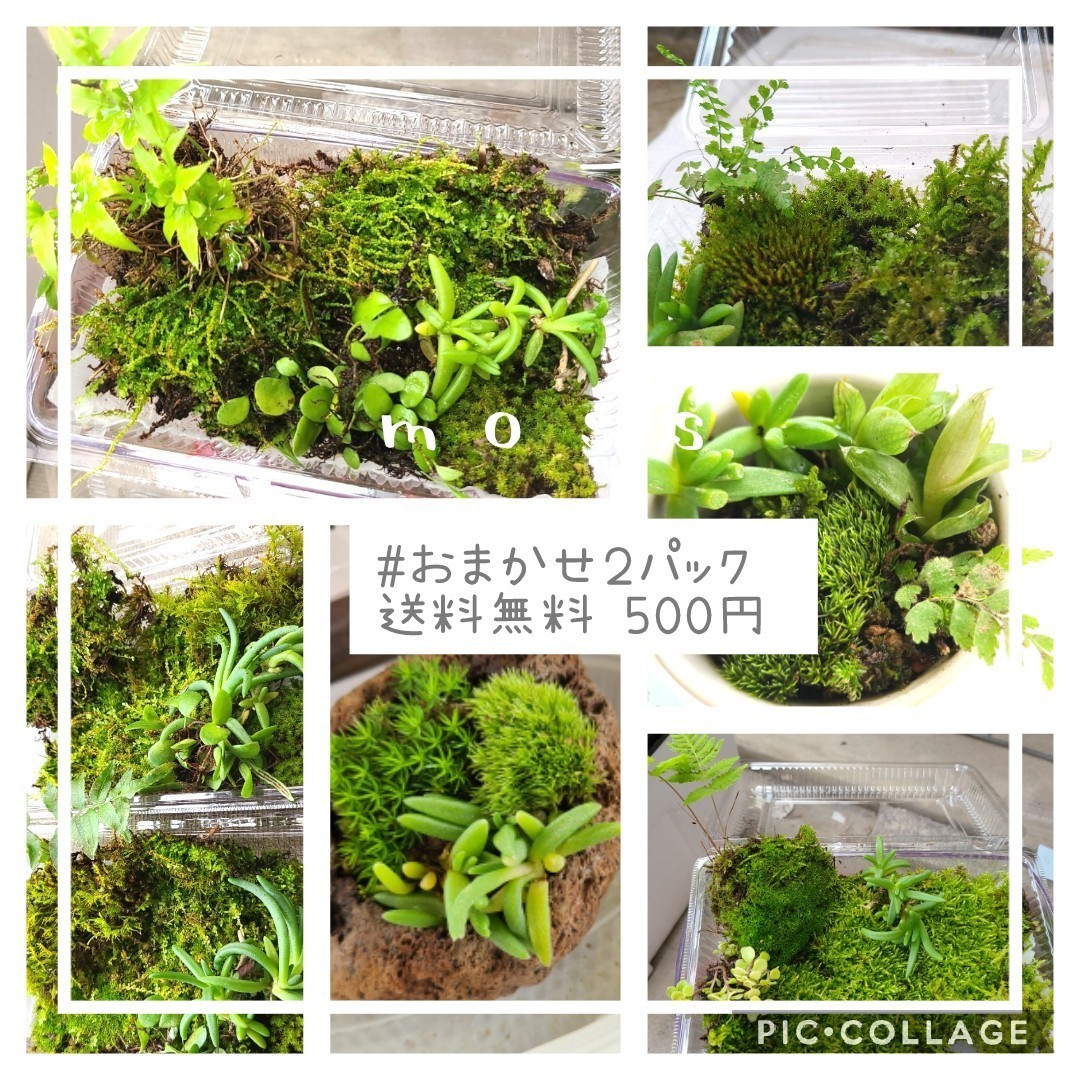 Paypayフリマ おまかせ苔 2パック シダ入り 苔テラリウム Paypayフリマ おまかせ苔 2パック シダ入り 苔テラリウム