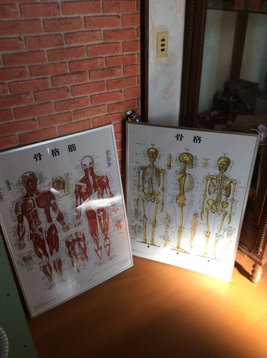 2枚セット 骨格 骨格筋 パネル ポスター 整体 接骨院 カイロ 等 医道の日本社 アプライ ☆ 人体 模型 図