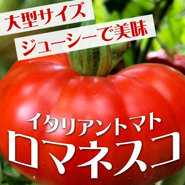 【大型ジューシー美味トマト】イタリアントマト・ロマネスコの種10粒_画像1