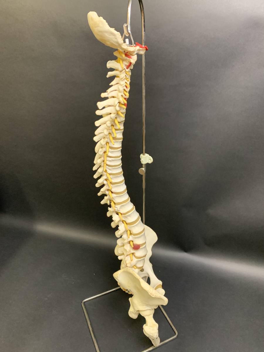 脊柱可動型モデル 大腿骨付 www.pn-tanjungkarang.go.id