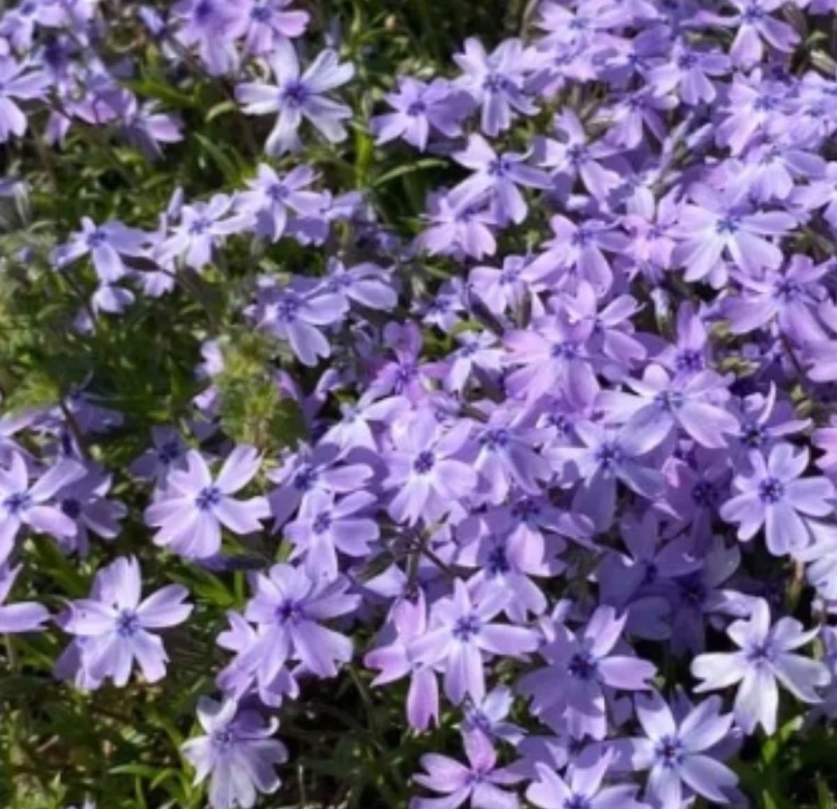 ☆今春に咲く☆芝桜☆シッカリ根付き苗☆初心者向け☆ピンク☆