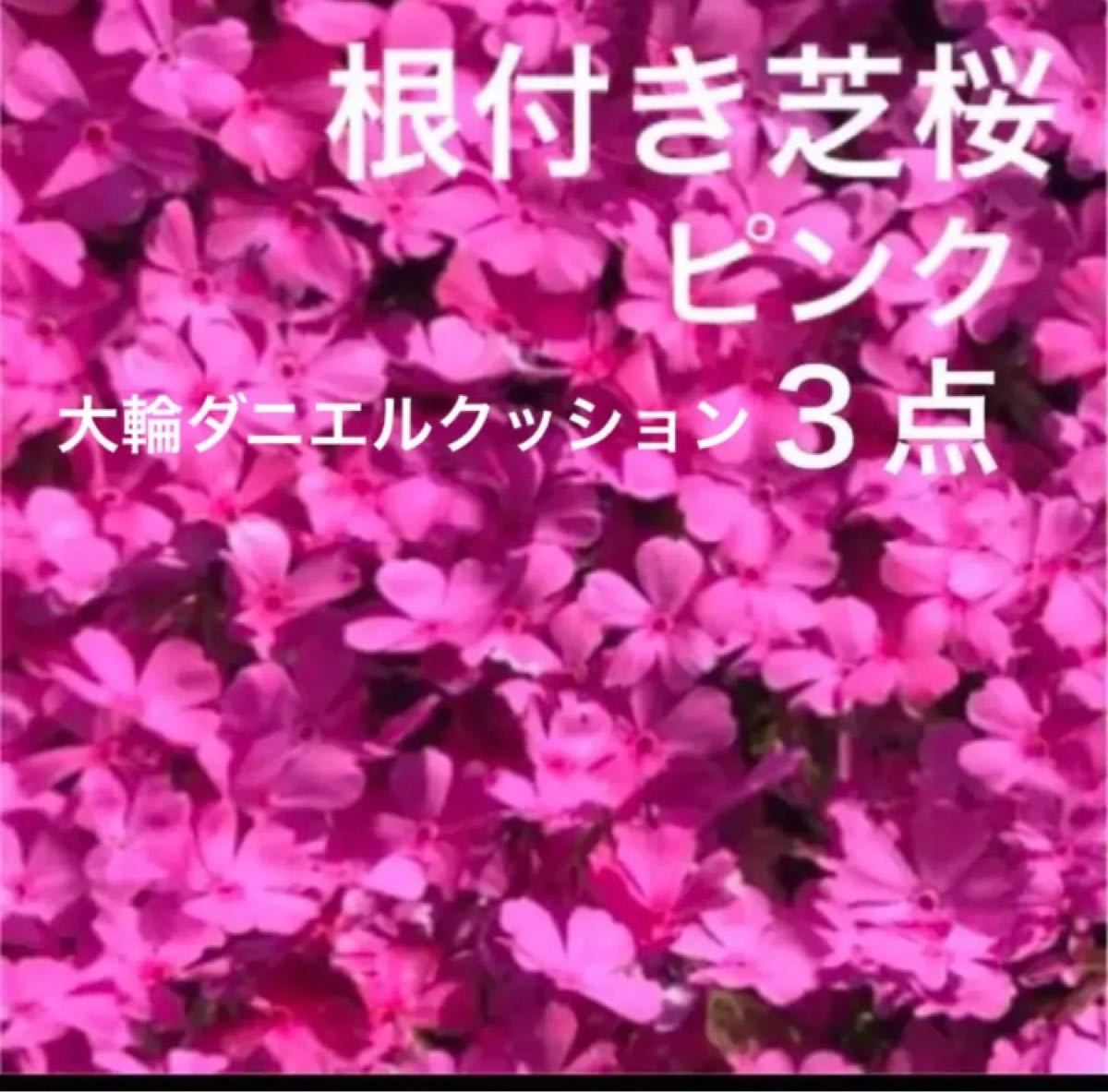 ☆今春に咲く☆芝桜☆シッカリ根付き苗☆初心者向け☆ピンク☆