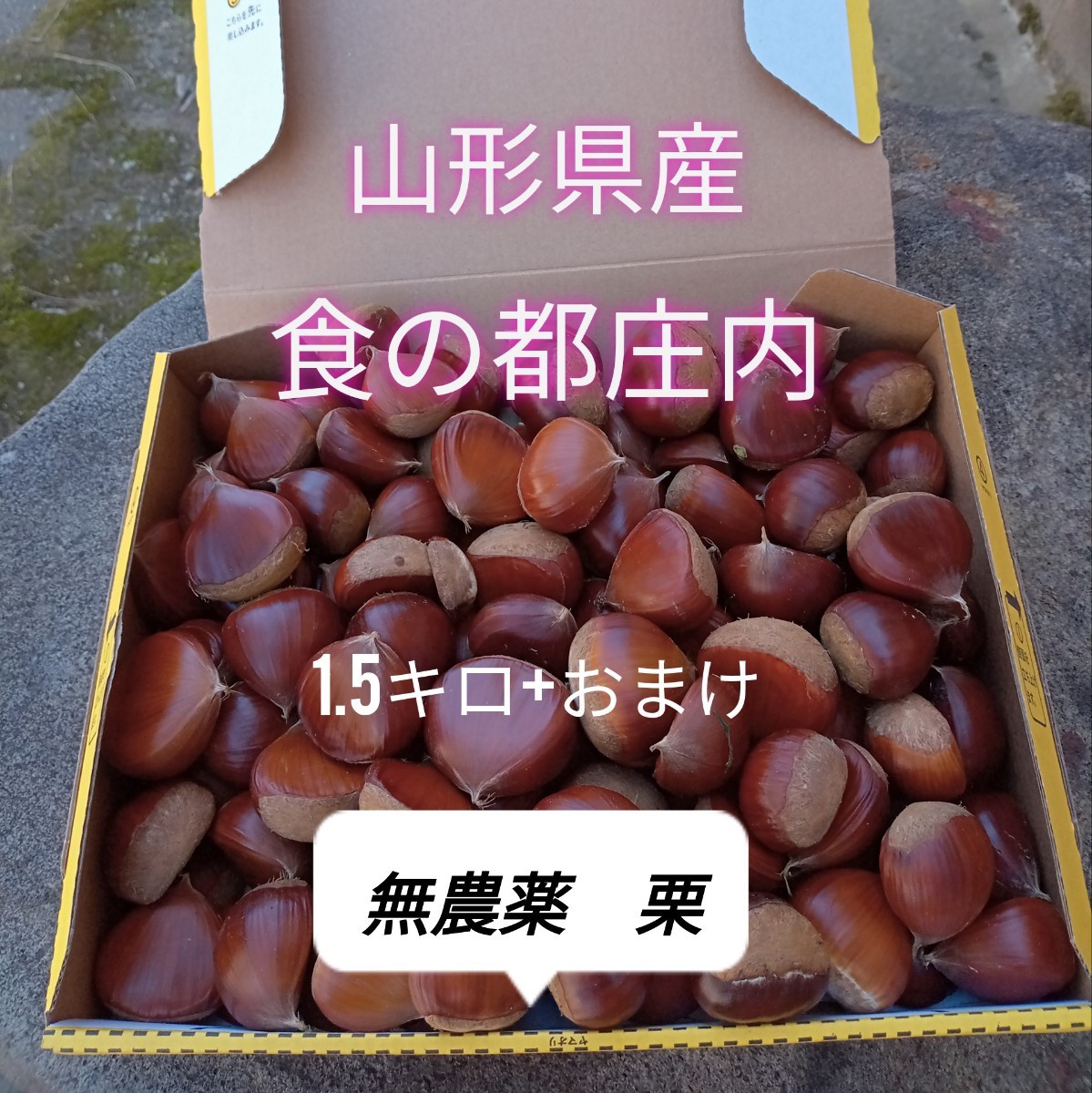 栗 1,5キロ N2CJNAXWGx - godawaripowerispat.com