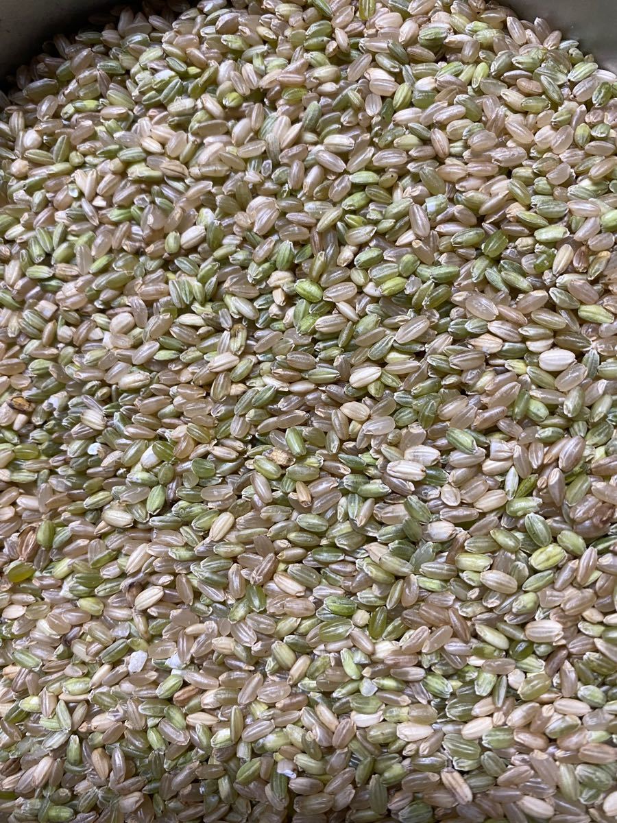 ひとめぼれ 新米!私が作りました山形県産令和3年産ひとめぼれ30キロ