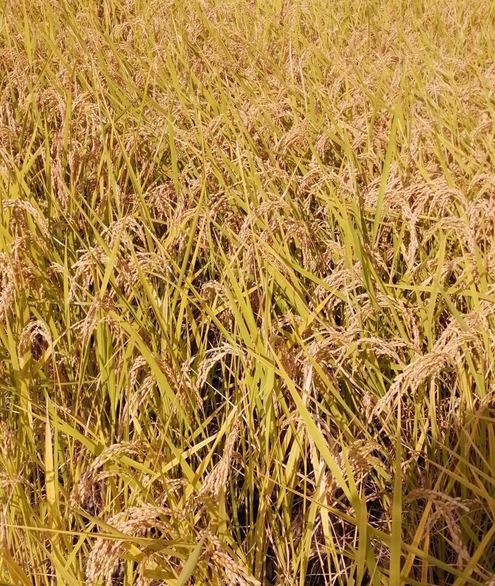 【お家で田んぼ体験】お米の種（種籾）自然農　はざかけ米　コシヒカリ　自家採種　20g バケツ稲に◎_画像9