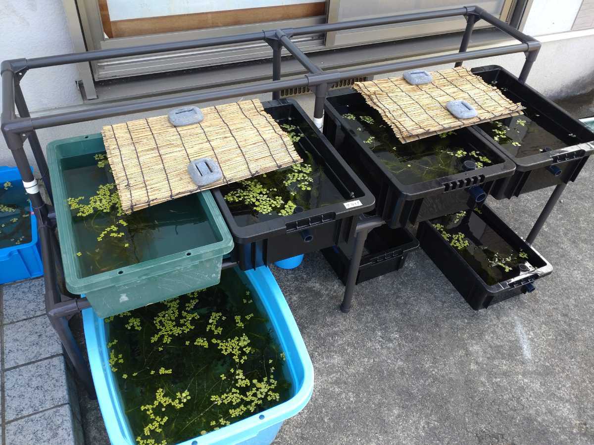 新品 組み立て式 メダカ棚 メダカラック メダカ 卵 | www