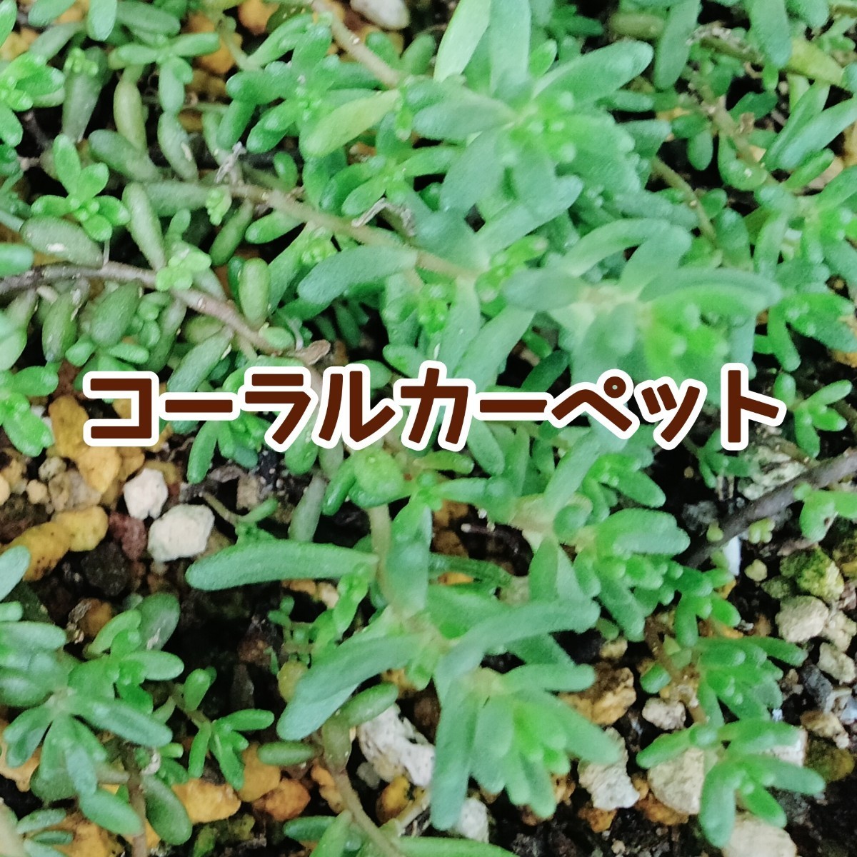 マミー様専用になります|Yahoo!フリマ(旧PayPayフリマ)