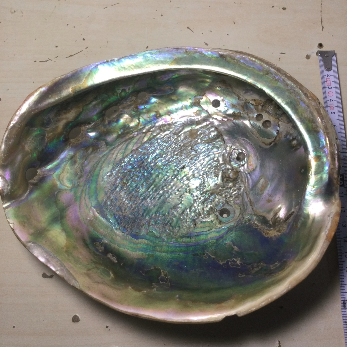 希少品 アワビ 巨大 大きい 鮑 あわび 貝殻 貝がら 小物入れ 20cm×18cm