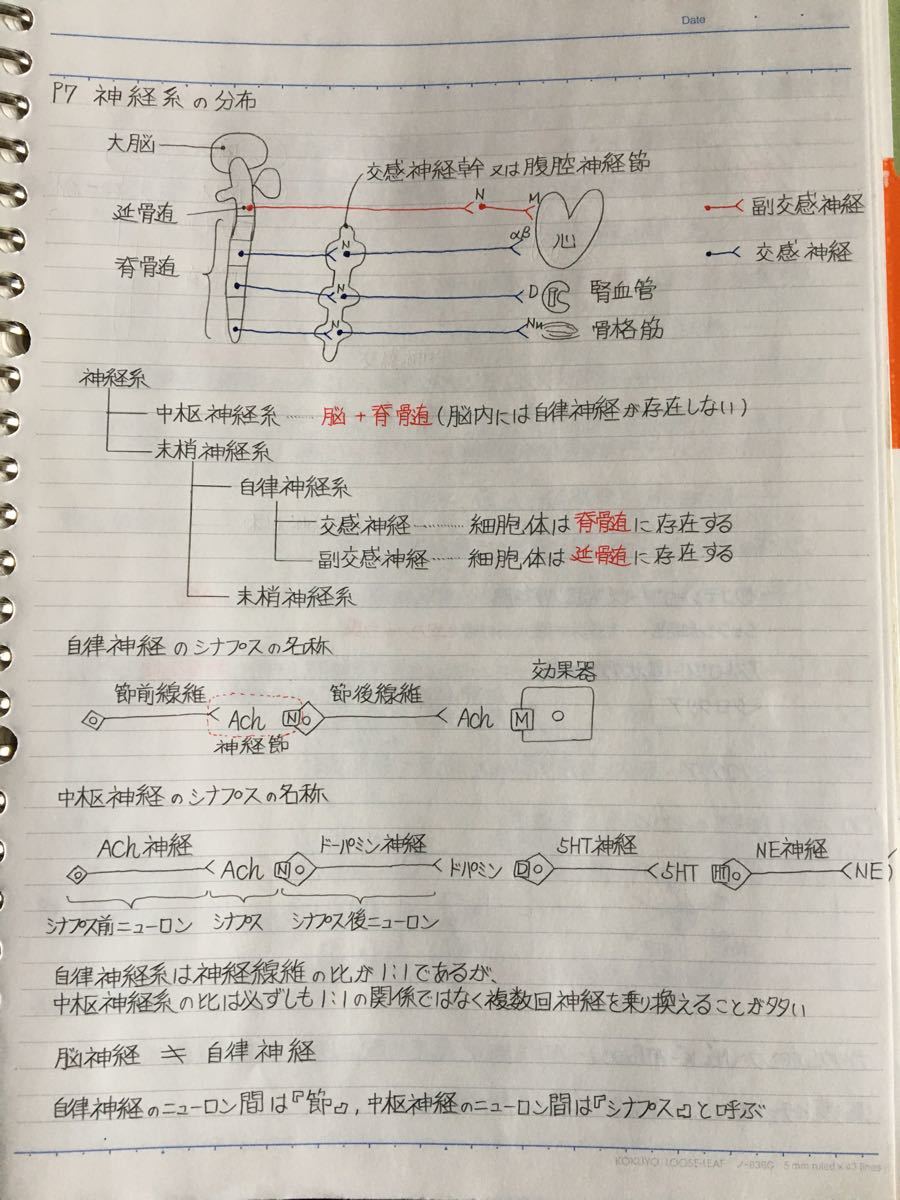 看護師、准看護師国家試験、看護学科定期試験対策【生理学A＋B】まとめノートセット