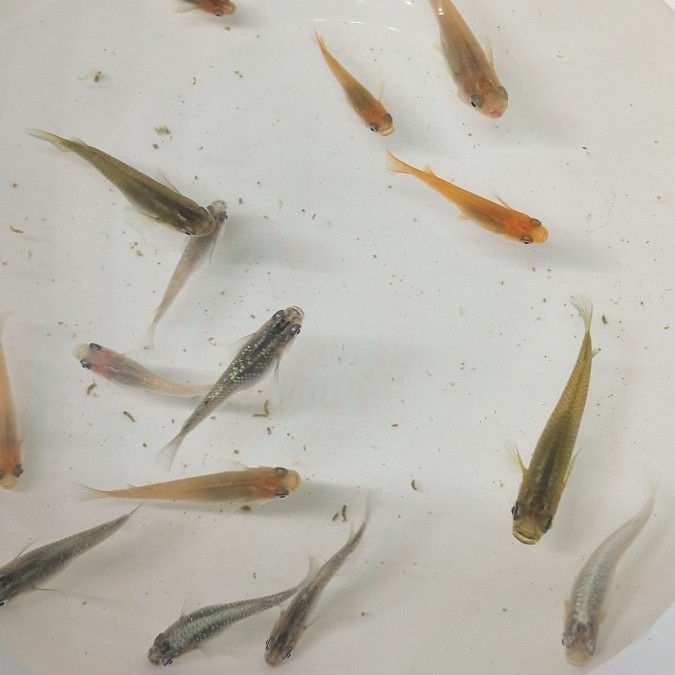 Paypayフリマ お得 メダカ飼育を始めたい方 お子様の自由研究 ご趣味で飼育されている方必見 メダカの卵 ミックス 50個 A Paypayフリマ お得 メダカ飼育を始めたい方 お子様の自由研究 ご趣味で飼育されている方必見 メダカの卵 ミックス 50個 A