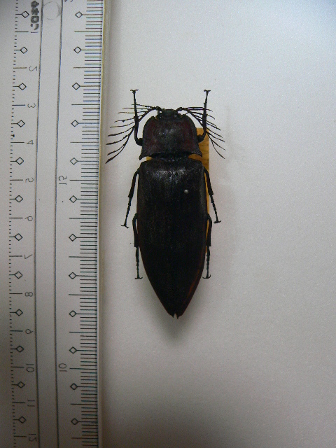 B14 大型コメツキムシ類　フィリピン Palawan島産　昆虫　甲虫　コメツキムシ　標本_画像1