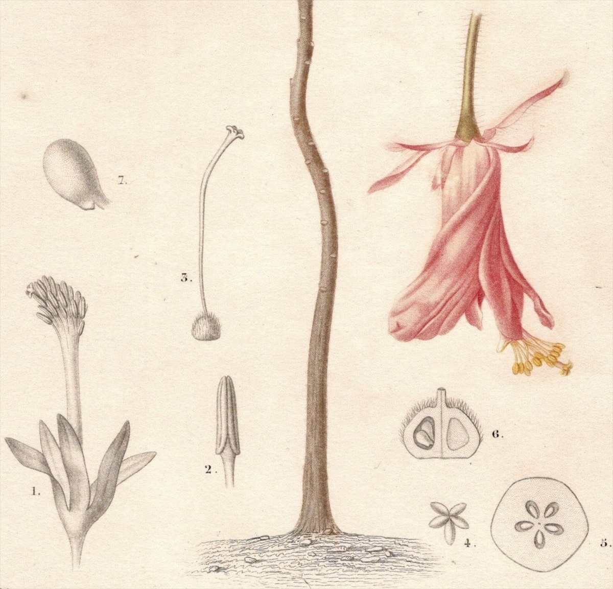 1849年 Orbigny 万有博物事典 鋼版画 手彩色 植物学 Pl.17 アオイ科 ドンベヤ属 Astrapoea wallichii_画像3