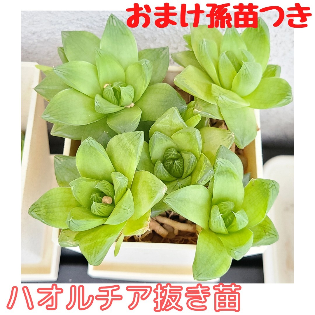 Paypayフリマ ハオルチア京の華 抜き苗 Paypayフリマ ハオルチア京の華 抜き苗