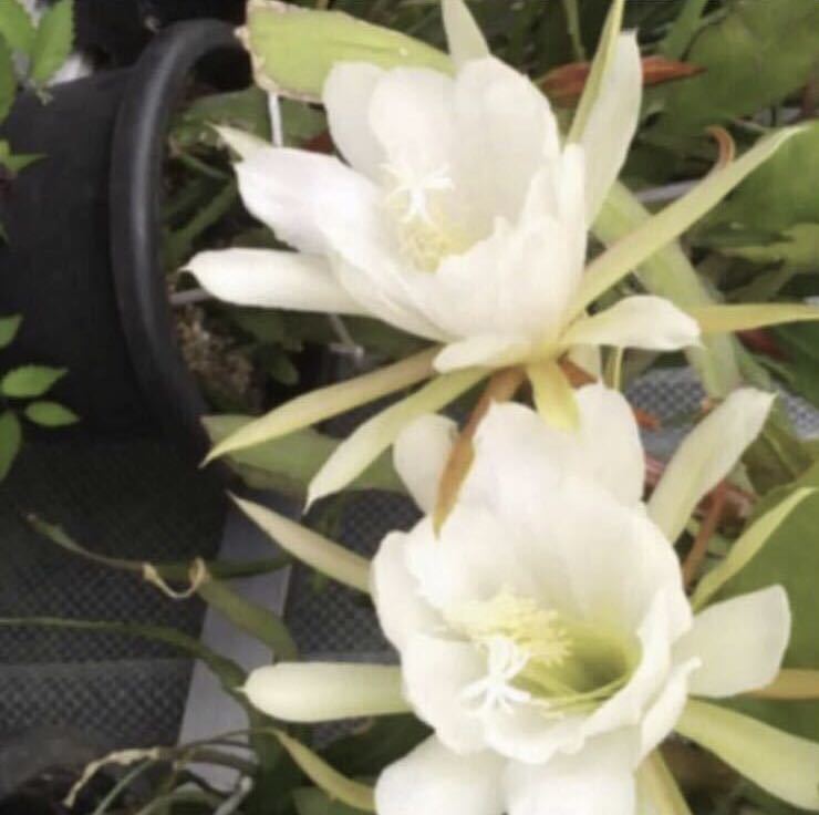 クジャクサボテン 白 1茎節 春のコレクション