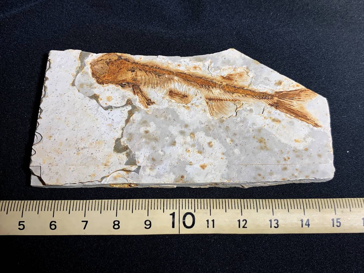 .. fish (Lycoptera) fossil *3*48g( China production fossil specimen )