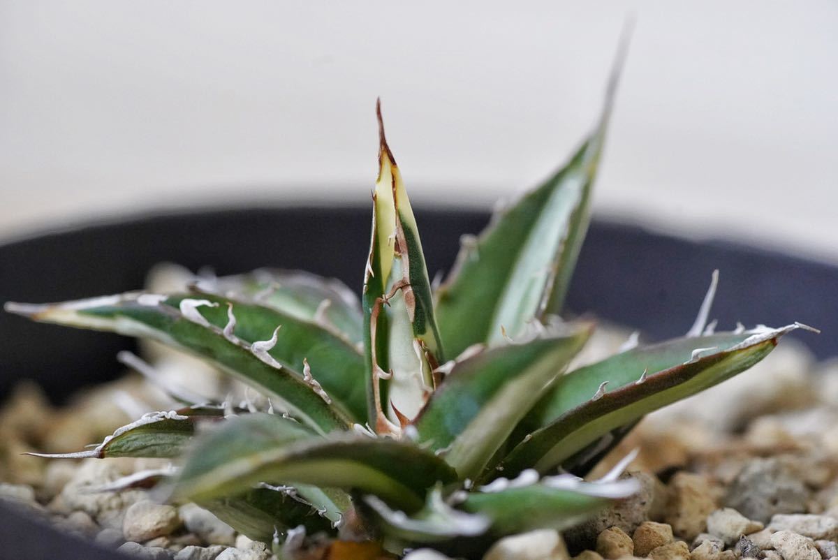 希少種】アガベ ホリダ白中斑 #horrida agave チタノタ 氷山 希少種】アガベ ホリダ白中斑 #horrida agave チタノタ 氷山