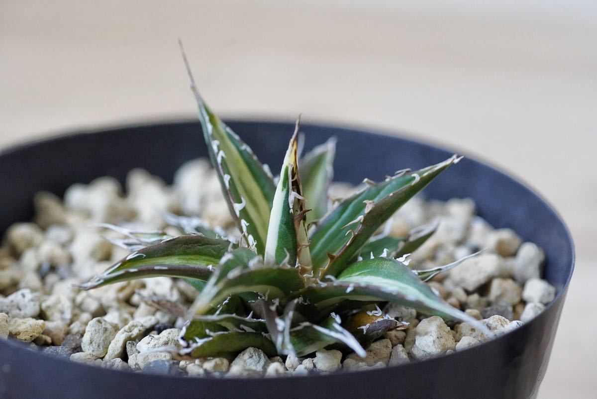 希少種】アガベ ホリダ白中斑 #horrida agave チタノタ 氷山 希少種】アガベ ホリダ白中斑 #horrida agave チタノタ 氷山