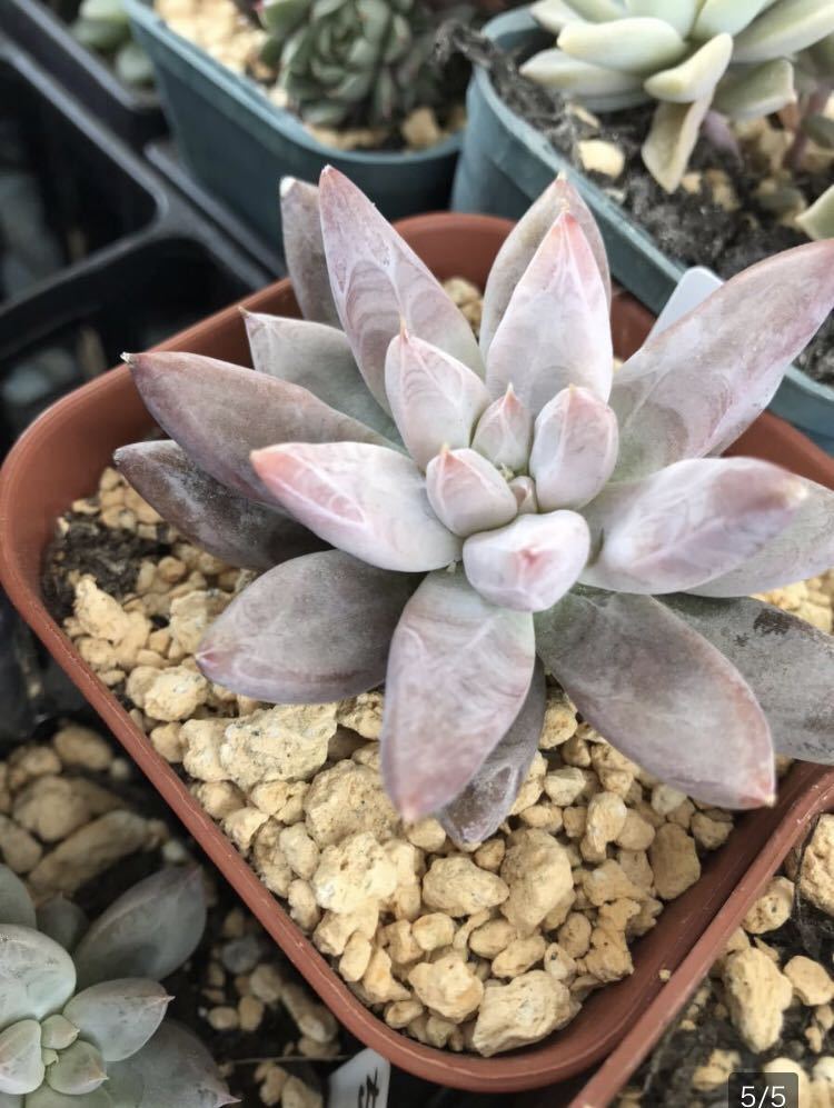 多肉植物 ☆ち　人気です☆寄せ植え購入のため、品種不明ですが、白い粉が綺麗でピンクに紅葉します☆黄色棒_親株