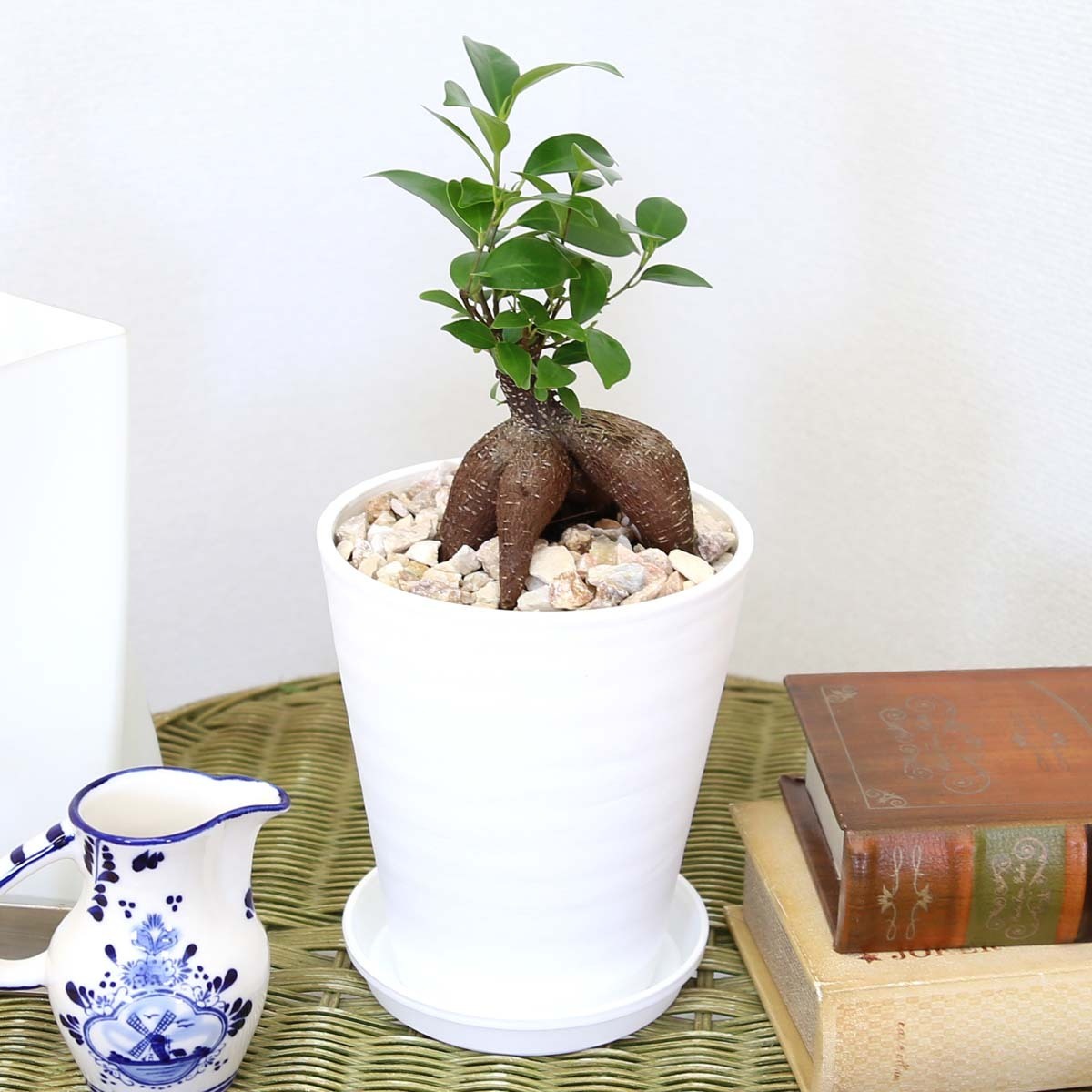  decorative plant ..... is said that ...gaju maru 5 number is possible to choose Sera art pot free shipping 
